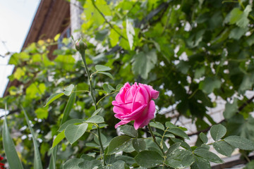 a beautuful garden rose in the garden