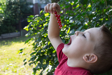 a beautiful baby boy eating a red berry in the garden