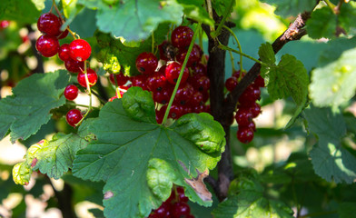 red ripe berries on a branch