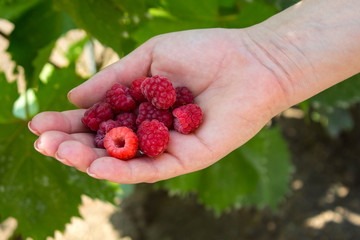 a ripe juicy raspberries in women hand