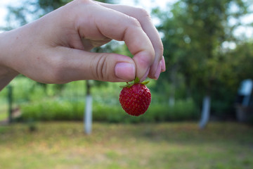 a girl holds strawberries in hand against the background of the garden