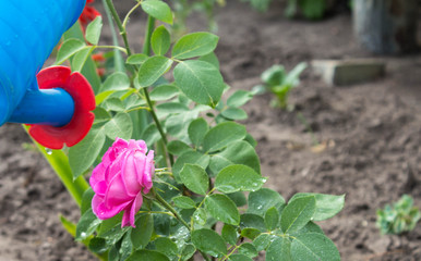 a watering the flowers in the garden