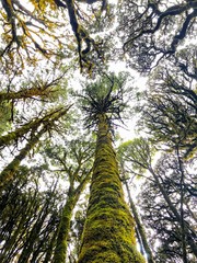Fototapeta premium ARBOL EN BOSQUE MESOFILO, OAXACA