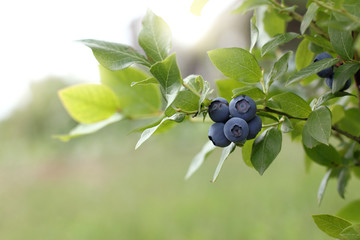 clusters of garden blueberries on a branch. harvest of large summer berries