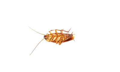Cockroaches, animals that bring germs to people on a white background
