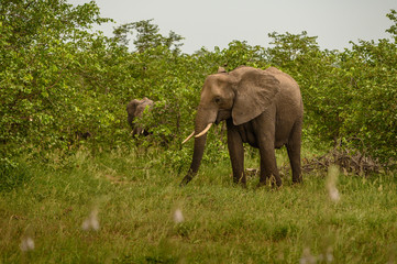 Obraz premium Wild african elephant close up, Botswana, Africa