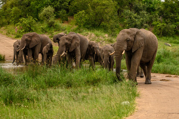 Fototapeta premium Wild african elephant close up, Botswana, Africa