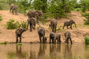 Obraz premium Wild african elephant close up, Botswana, Africa