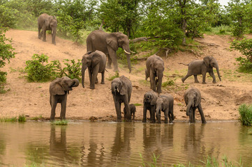 Obraz premium Wild african elephant close up, Botswana, Africa