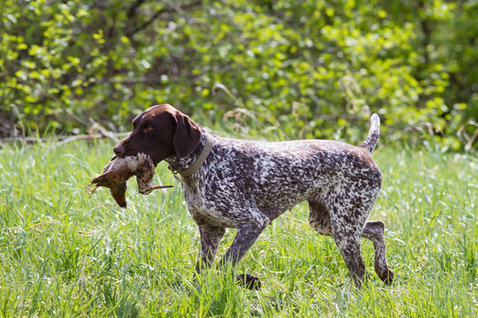 german shorthaired pointer carries a downed woodcock