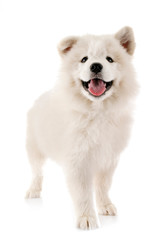 Obraz premium puppy samoyed dog in studio
