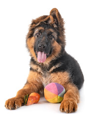 puppy german shepherd