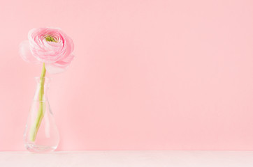 Gente pastel pink ranunculus flower in elegant vase on soft light white wood board and pink wall. - obrazy, fototapety, plakaty