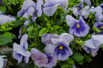 Background of blue pansies. Beautiful design of flower beds in the summer.
