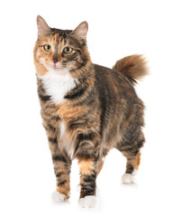 Kurilian Bobtail in studio