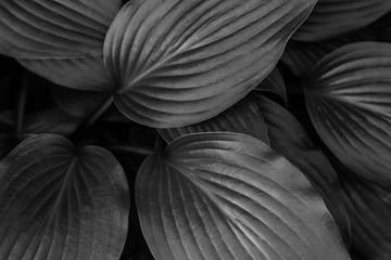 black and white background of tropical leaves