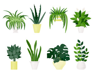 Popular indoor plants on white background