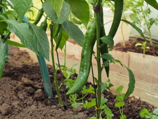 Green fruits of hot pepper. Agriculture.