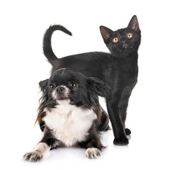 black kitten and chihuahua