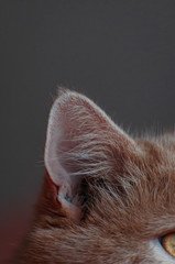 Ear of cat in afternoon