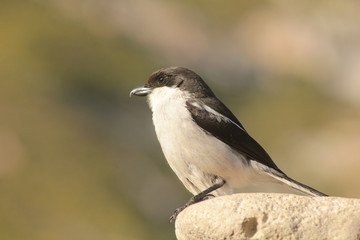 Black and white shrike