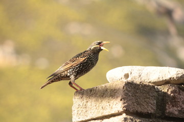South African Bird