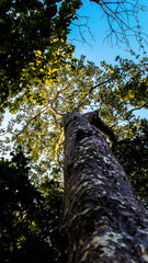 Fototapeta premium tree in the forest