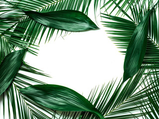 Palm leaves isolated on white background. Tropical leaves top view or flat lay. Tropical...
