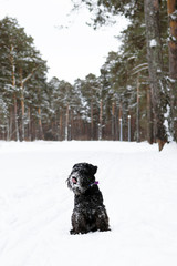 Portrait of black miniature schnauzer on a background of winter coniferous forest.