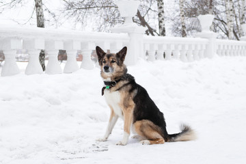 Brown and white short-haired mongrel dog with collar and address tag in a winter snowy park on a walk.