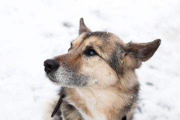 Portrait of brown and white short-haired mongrel dog with collar and address tag in a winter snowy park on a walk.