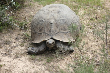 Obraz premium tortoise