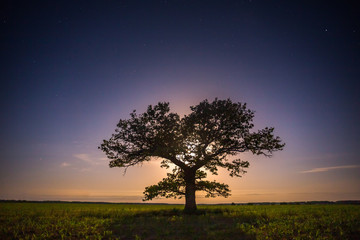 Fototapeta na wymiar Old oak tree in the night sky with the moon