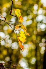 Branch of oak with yellow autumn leaves in sunny weather_
