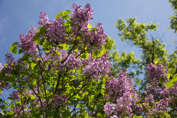 lilac flowers in spring