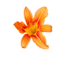 Fototapeta premium Flowers of an orange daylily on a white isolated background. Decorative items. Beautiful flowers.