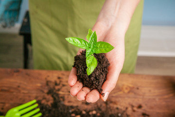 Closeup shot of a woman holding a green plant in palm of her hand. Close up