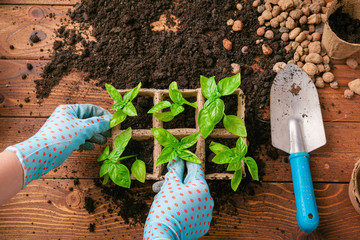 Planting seedlings in greenhouse in spring close up