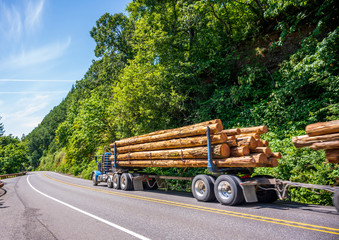 Blue big rig semi truck transporting long logs on two semi trailers running on the green winding forest road