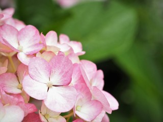 Obraz premium アジサイの花 初夏