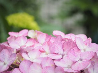 アジサイの花　初夏