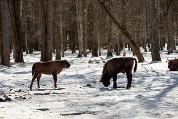 Young Wild Eurasian bison (wisent) in the winter forest in Russia