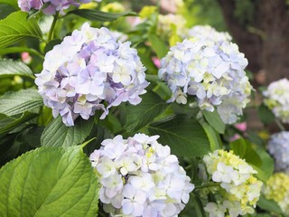 アジサイの花　初夏