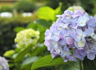 Fototapeta premium アジサイの花 初夏