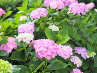 アジサイの花　初夏
