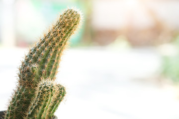 Cropped shot view Selective focus close-up shot on cactus cluster. well known species of cactus cultivated as an ornamental plant.