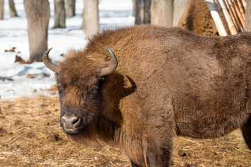Wild Eurasian bisons (wisents) in the winter forest in Russia
