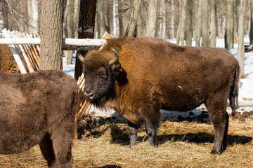 Wild Eurasian bisons (wisents) in the winter forest in Russia