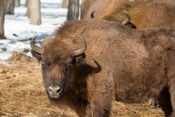Fototapeta premium Wild Eurasian bisons (wisents) in the winter forest in Russia