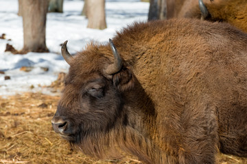 Wild Eurasian bisons (wisents) in the winter forest in Russia